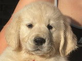 À vendre : 2 chiots Golden Retrievers mâles (LOF)