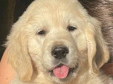 À vendre : 2 chiots Golden Retrievers mâles (LOF)