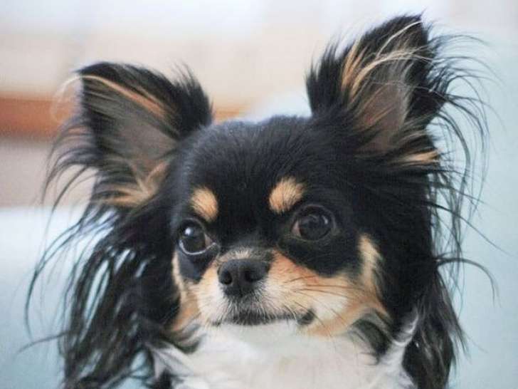 Chien femelle Chihuahua noir et feu de 2 ans LOF à vendre