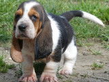 Chiots Basset Hound LOF à vendre
