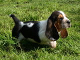 Chiots Basset Hound LOF à vendre