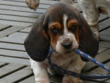 Chiots Basset Hound LOF à vendre