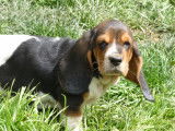 Chiots Basset Hound LOF à vendre