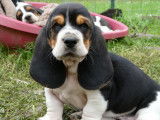 Chiots Basset Hound LOF à vendre