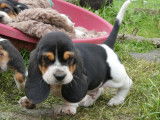 Chiots Basset Hound LOF à vendre
