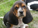 Chiots Basset Hound LOF à vendre