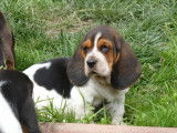 Chiots Basset Hound LOF à vendre