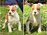 4 chiots Amstaff LOF disponibles à la vente
