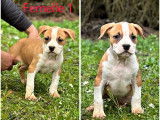 4 chiots Amstaff LOF disponibles à la vente