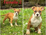 4 chiots Amstaff LOF disponibles à la vente