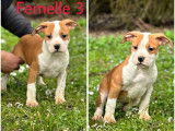 4 chiots Amstaff LOF disponibles à la vente