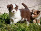À réserver : 2 chiots Bergers Américains Miniatures LOF mâles