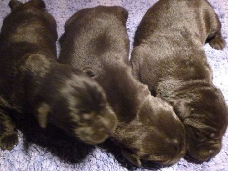 3 chiots Labrador Retrievers à réserver LOF