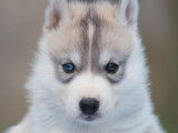 Disponibles à la vente : 2 chiots Huskies Sibériens LOF
