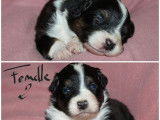 5 chiots Bergers Australiens &agrave; la r&eacute;servation (LOF)