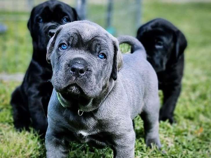 À réserver : 3 chiots Cane Corso LOF mâles gris