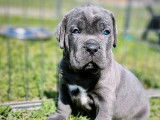 À réserver : 3 chiots Cane Corso LOF mâles gris