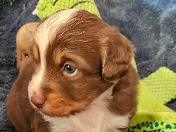 2 chiots Bergers Américains Miniatures mâles à vendre
