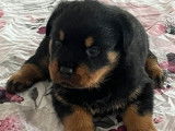 Disponibles à la réservation : 4 chiots Rottweilers LOF