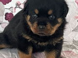 Disponibles à la réservation : 4 chiots Rottweilers LOF