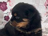 Disponibles à la réservation : 4 chiots Rottweilers LOF