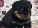 Disponibles à la réservation : 4 chiots Rottweilers LOF