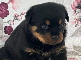 Disponibles à la réservation : 4 chiots Rottweilers LOF