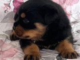 Disponibles à la réservation : 4 chiots Rottweilers LOF