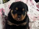Disponibles à la réservation : 4 chiots Rottweilers LOF