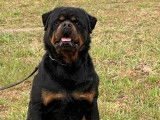Disponibles à la réservation : 4 chiots Rottweilers LOF