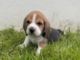 Réservation de chiots Beagles LOF