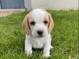 Réservation de chiots Beagles LOF
