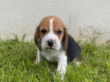 Réservation de chiots Beagles LOF
