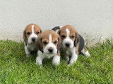 Réservation de chiots Beagles LOF