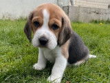 Réservation de chiots Beagles LOF
