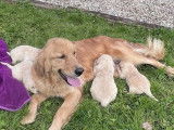 Chiots Golden Retrievers LOF à vendre