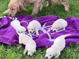 Chiots Golden Retrievers LOF à vendre