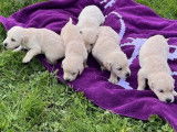 Chiots Golden Retrievers LOF à vendre