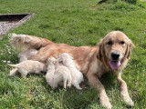 Chiots Golden Retrievers LOF à vendre