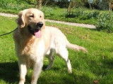 Chiots Golden Retrievers LOF à vendre