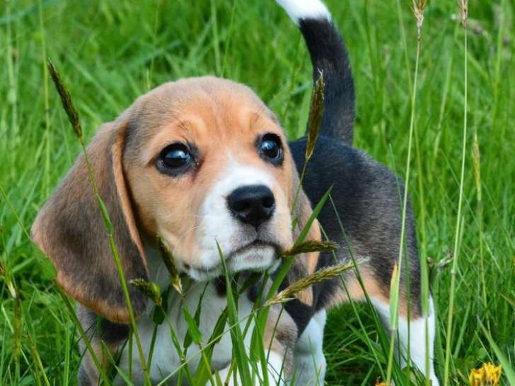 4 chiots Beagles LOF disponibles à la vente
