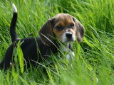 4 chiots Beagles LOF disponibles à la vente
