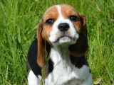 4 chiots Beagles LOF disponibles à la vente