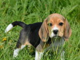 4 chiots Beagles LOF disponibles à la vente