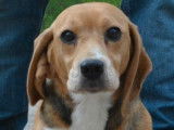 4 chiots Beagles LOF disponibles à la vente