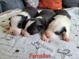 6 chiots Border Collies disponibles à la réservation