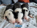 6 chiots Border Collies disponibles à la réservation