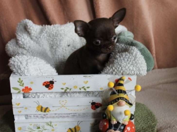 Un chiot Chihuahua mâle chocolat à vendre (LOF)