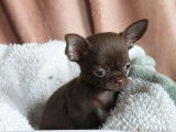 Un chiot Chihuahua m&acirc;le chocolat &agrave; vendre (LOF)