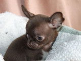 Un chiot Chihuahua m&acirc;le chocolat &agrave; vendre (LOF)